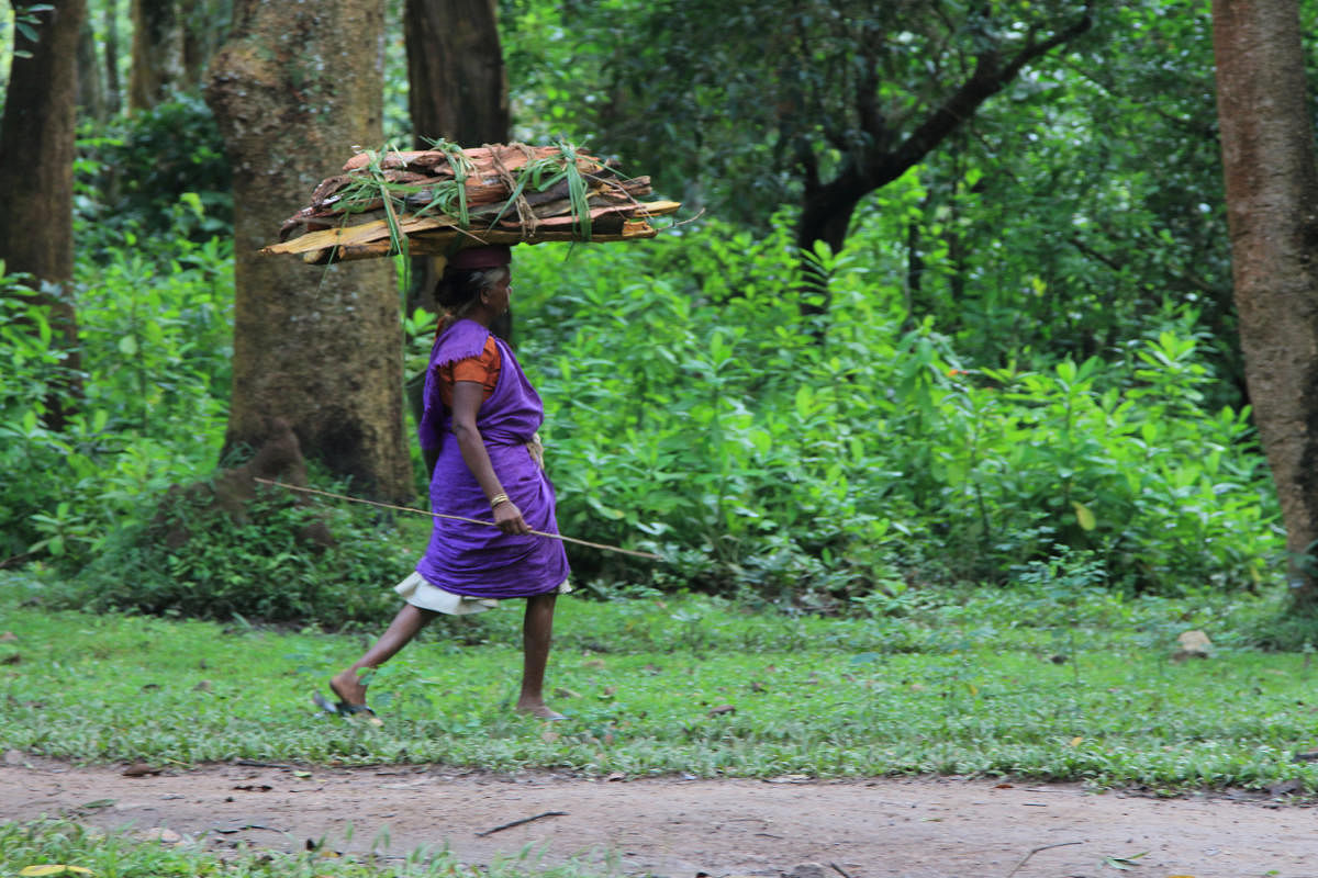 An unidentified tribal woman fetching firewoods from the forests of the western ghats in Wayanad, Kerala, India. Credit: Getty Photo