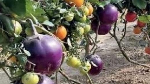 It's a pomato! Varanasi scientists grow potato and tomato in one plant