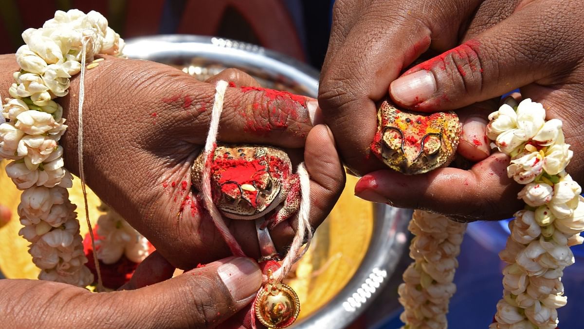 Frog wedding held in UP's Gorakhpur to get rains