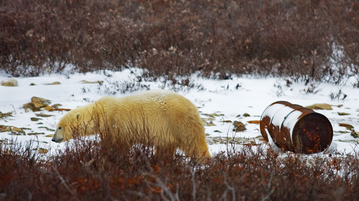 Starving polar bears turn to garbage as habitats disappear due to climate change