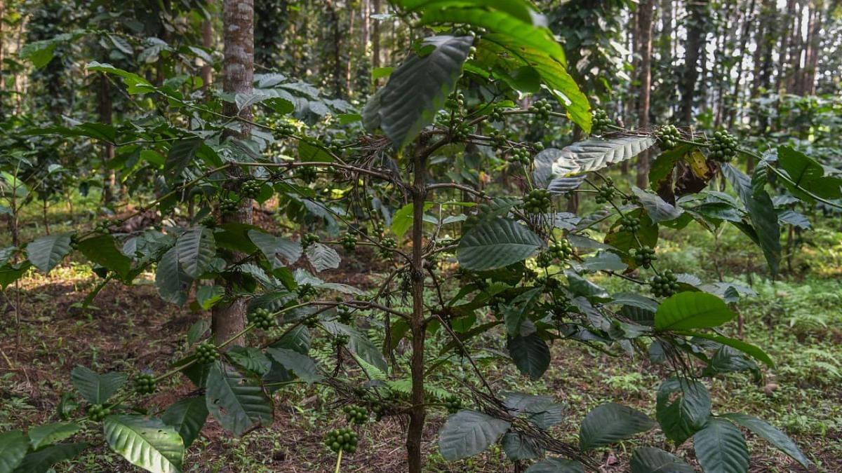 Power subsidy for coffee growers in Karnataka