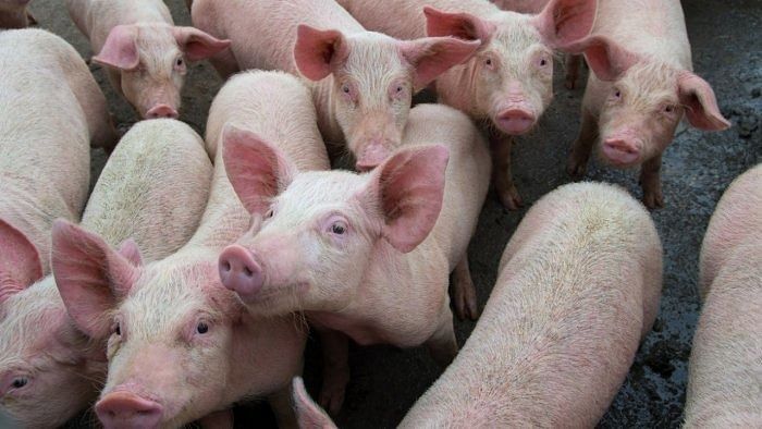 African Swine fever detected in a pig farm in Wayanad