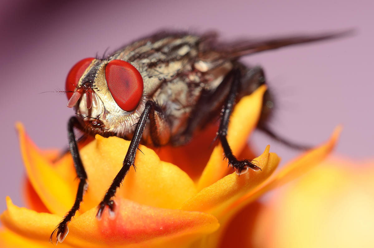 Fruit flies, the wonder model organisms