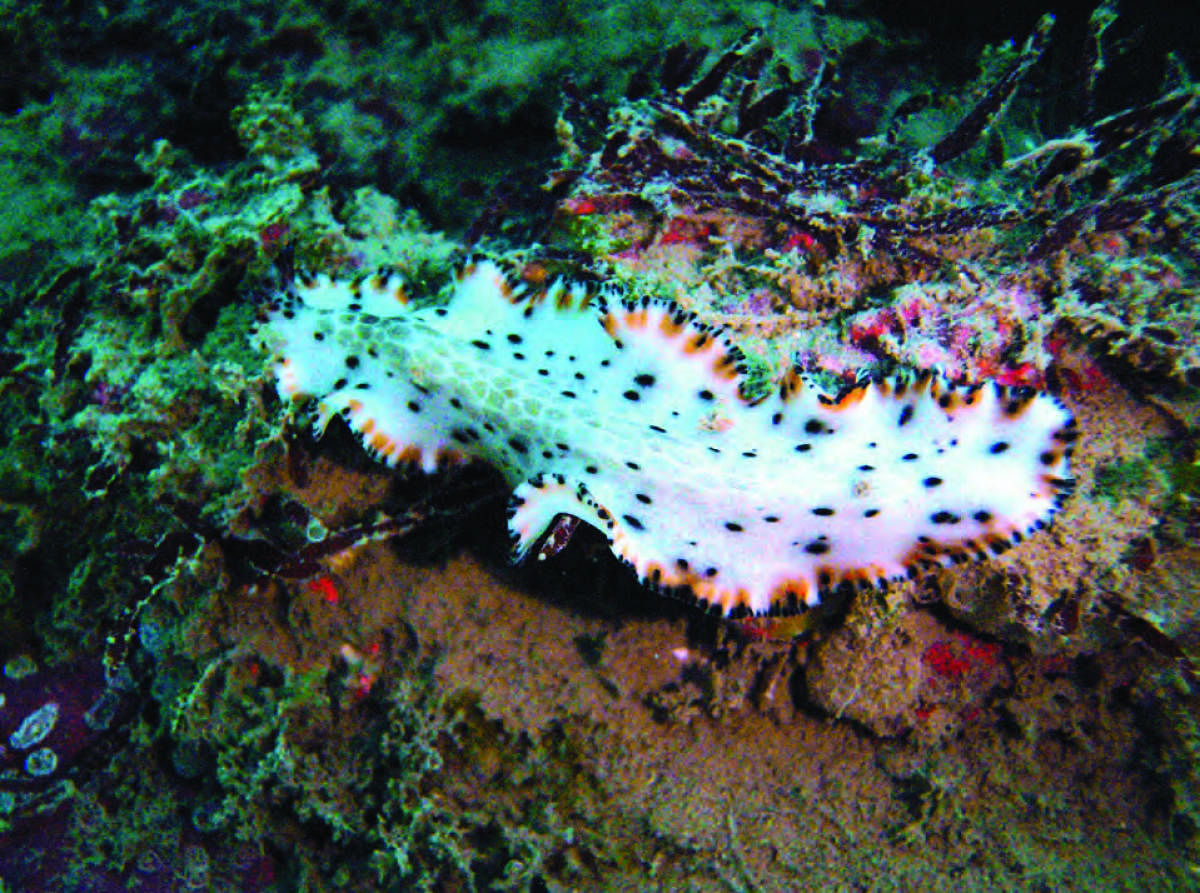 Man-made reefs help save corals