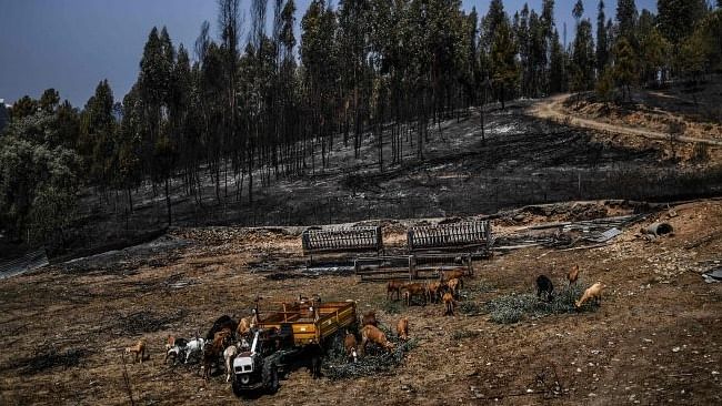 Neglected forests at the mercy of wildfires in Spain, Portugal