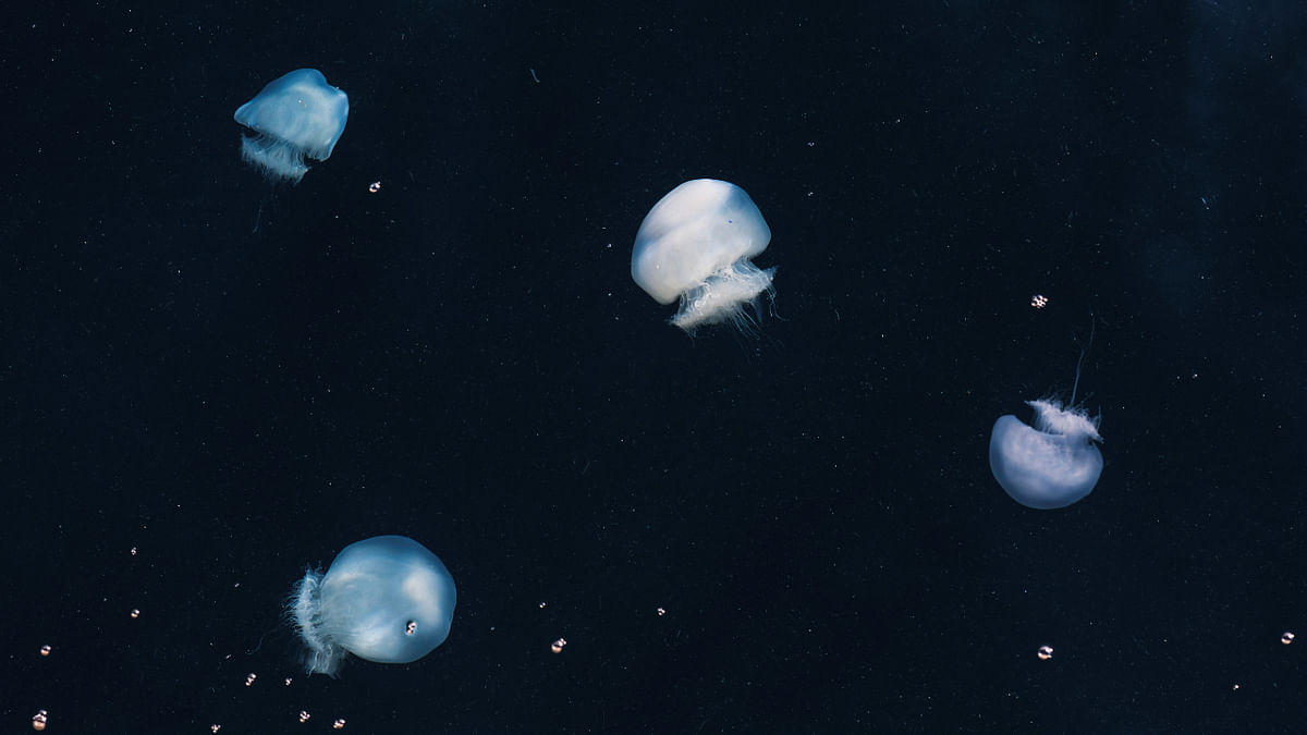 Jellyfish swarm Israel's coast highlighting dangers of climate change-induced ecological imbalance