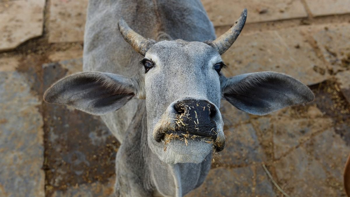 Chhattisgarh govt to begin purchase of cow urine to make pest control products