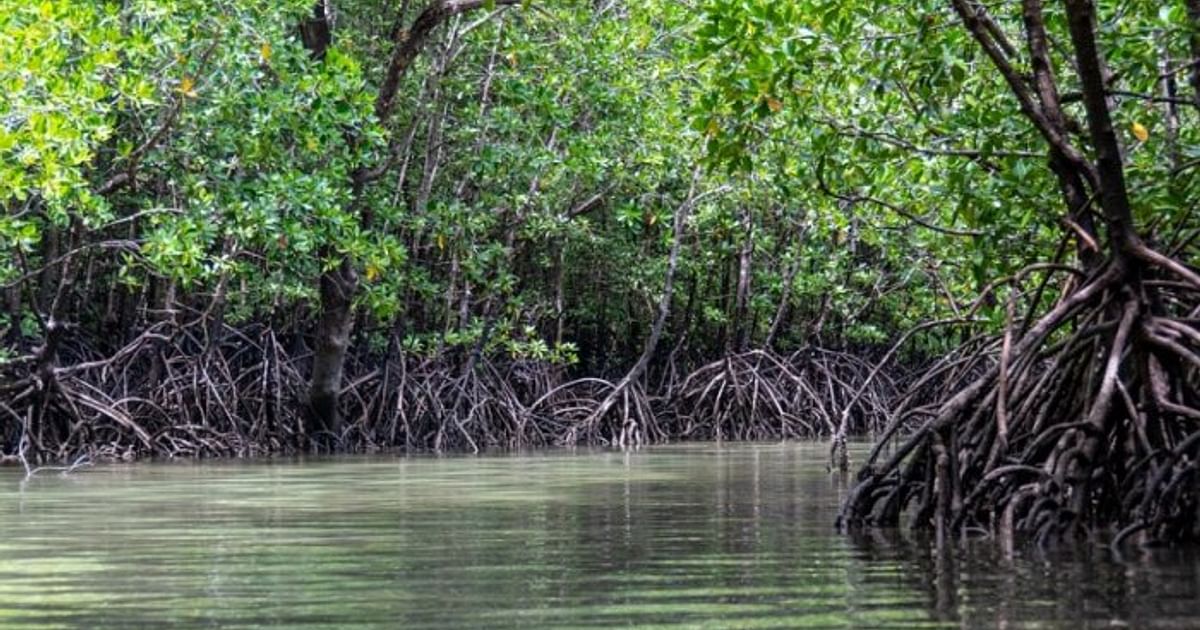 What is a Mangrove? Nature’s Coastal Guardians 6 Sundarban Tourism