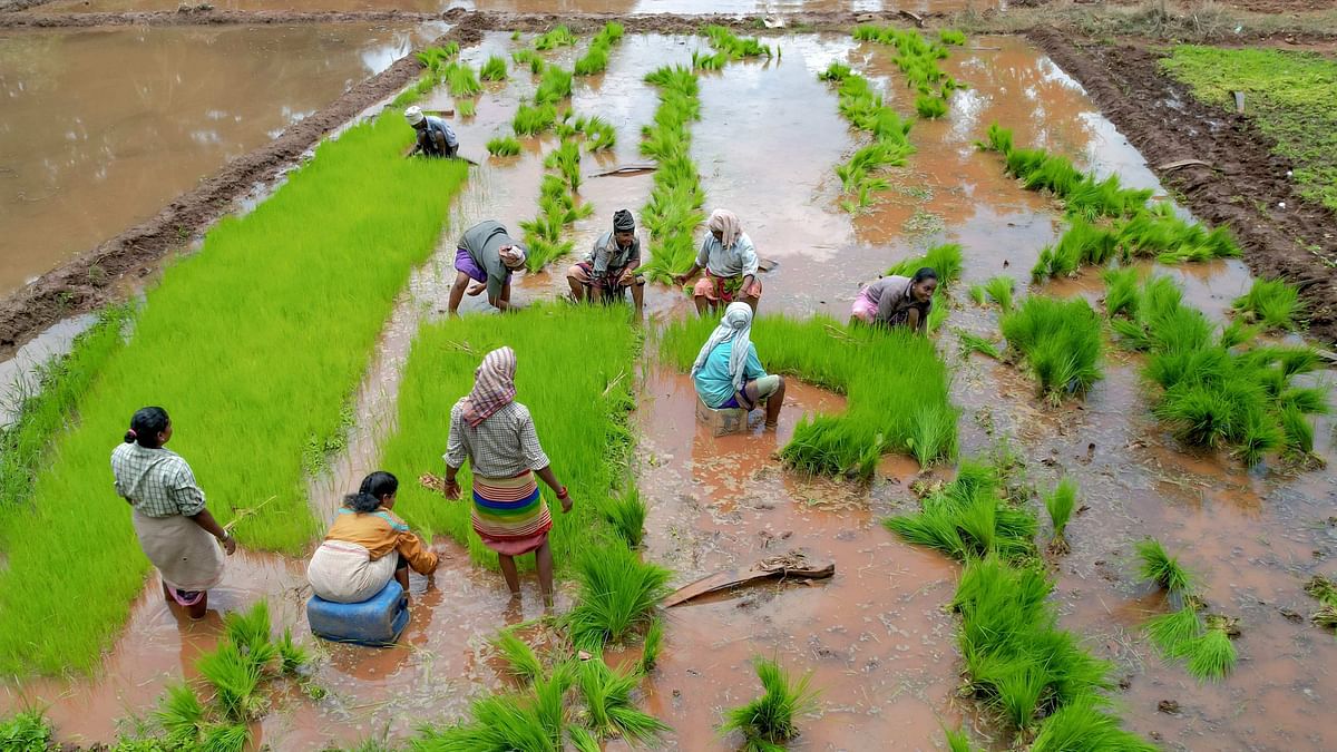 Government stops releasing sowing data of paddy, two other crops
