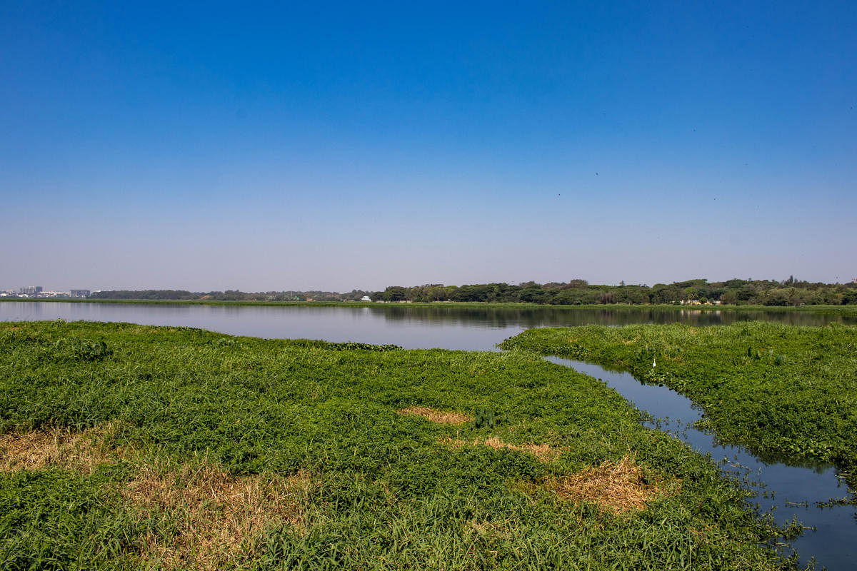 Desilting Bellandur, Varthur lakes could take one more year