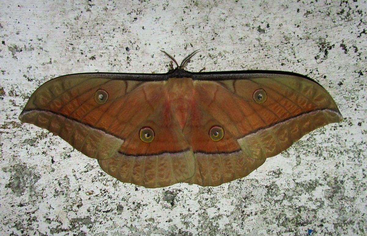 Sound-proofing using moth wings