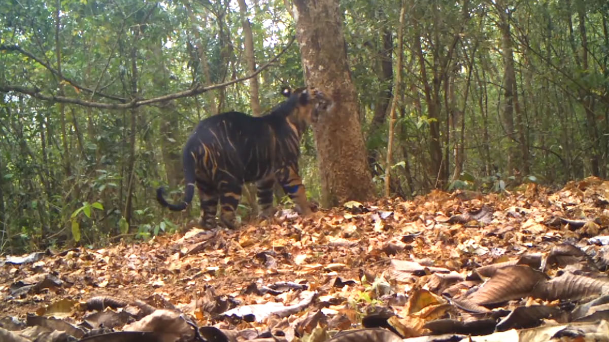Rare black tiger spotted at Odisha’s Similipal National Park