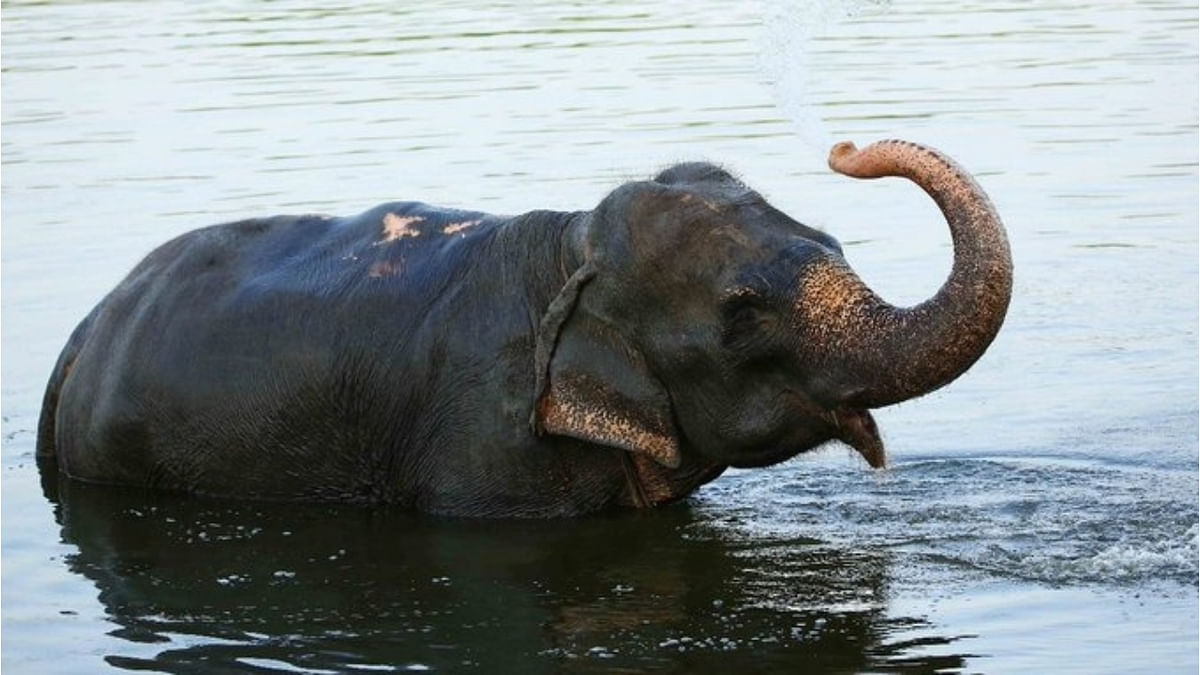 Kerala: Elephant braves river in spate, escapes after hours