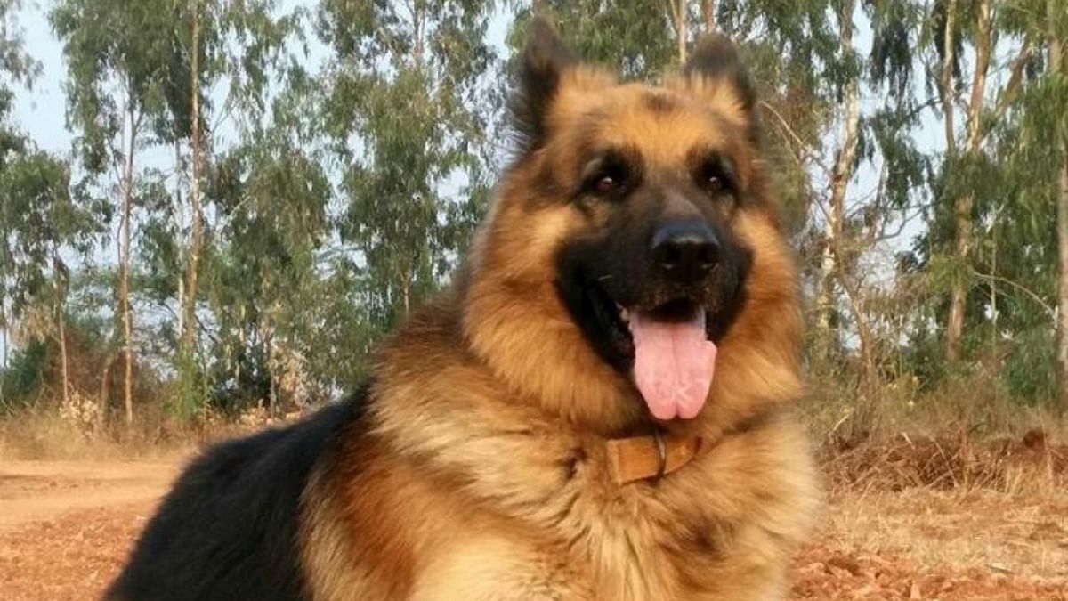 Sniffer dog Rana of Bandipur passes away 