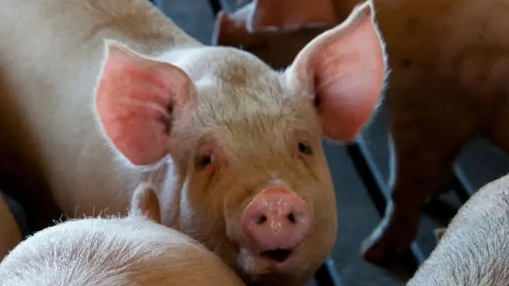 African swine fever: Over Rs 37 lakh compensation for 700 plus pigs culled in Kerala