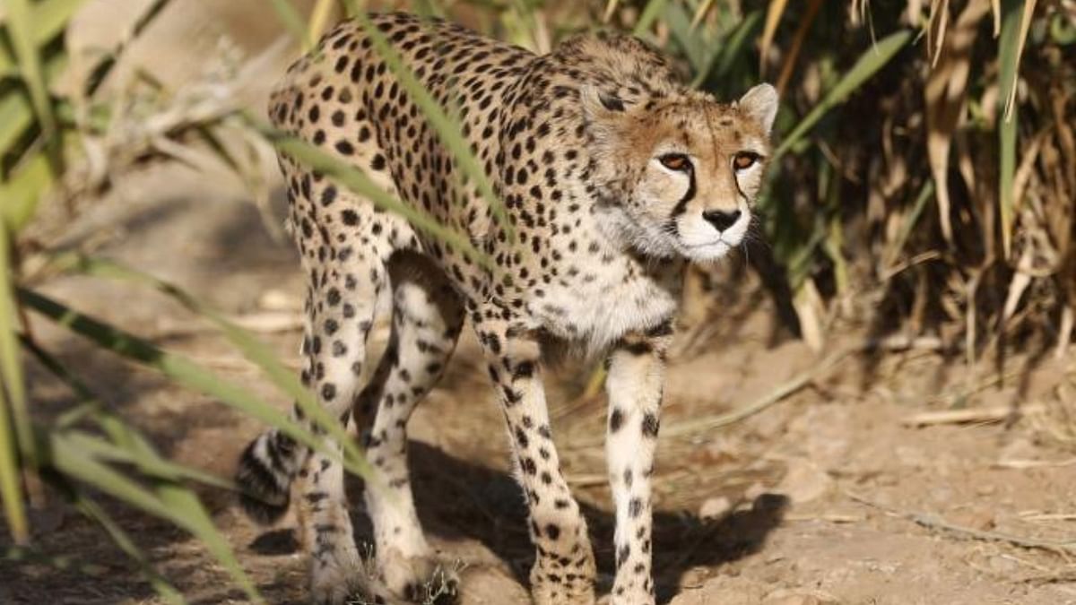 Cheetahs – to be kept in quarantine for 30 days before their release in the wild