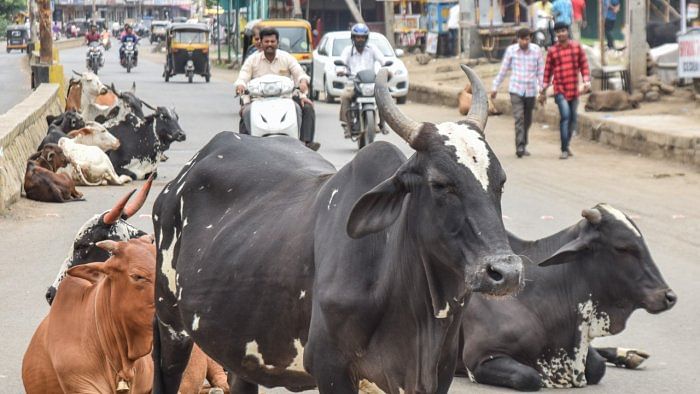 Over 900 deaths in accidents caused by stray cattle in Haryana in 5 years