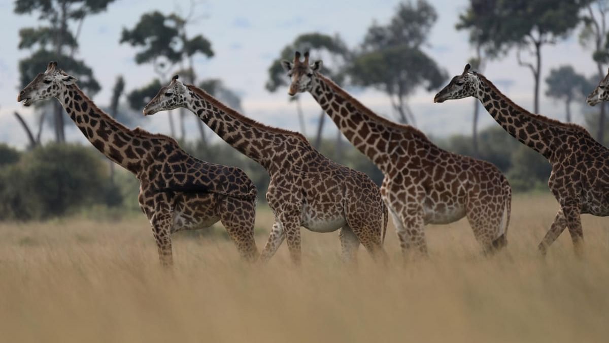 Magic of the Masai Mara