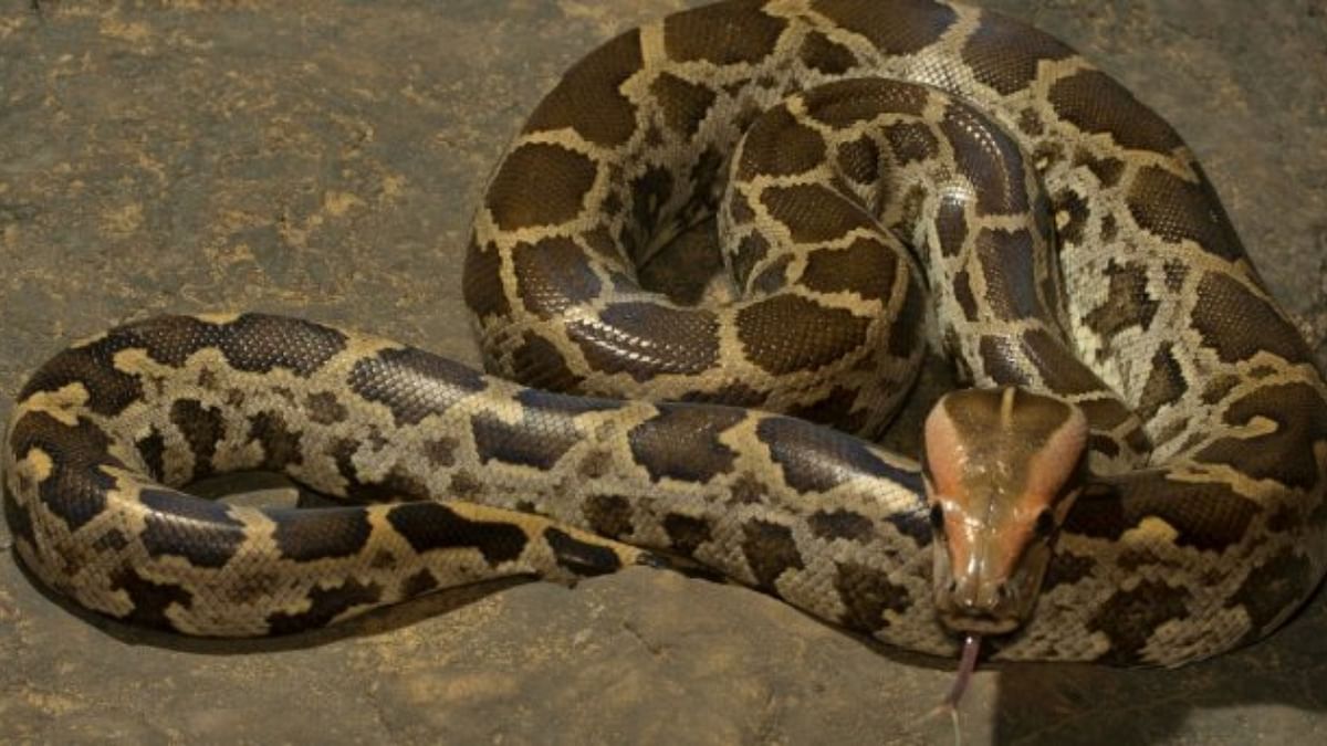 15 ft-long python travels in truck from MP to UP