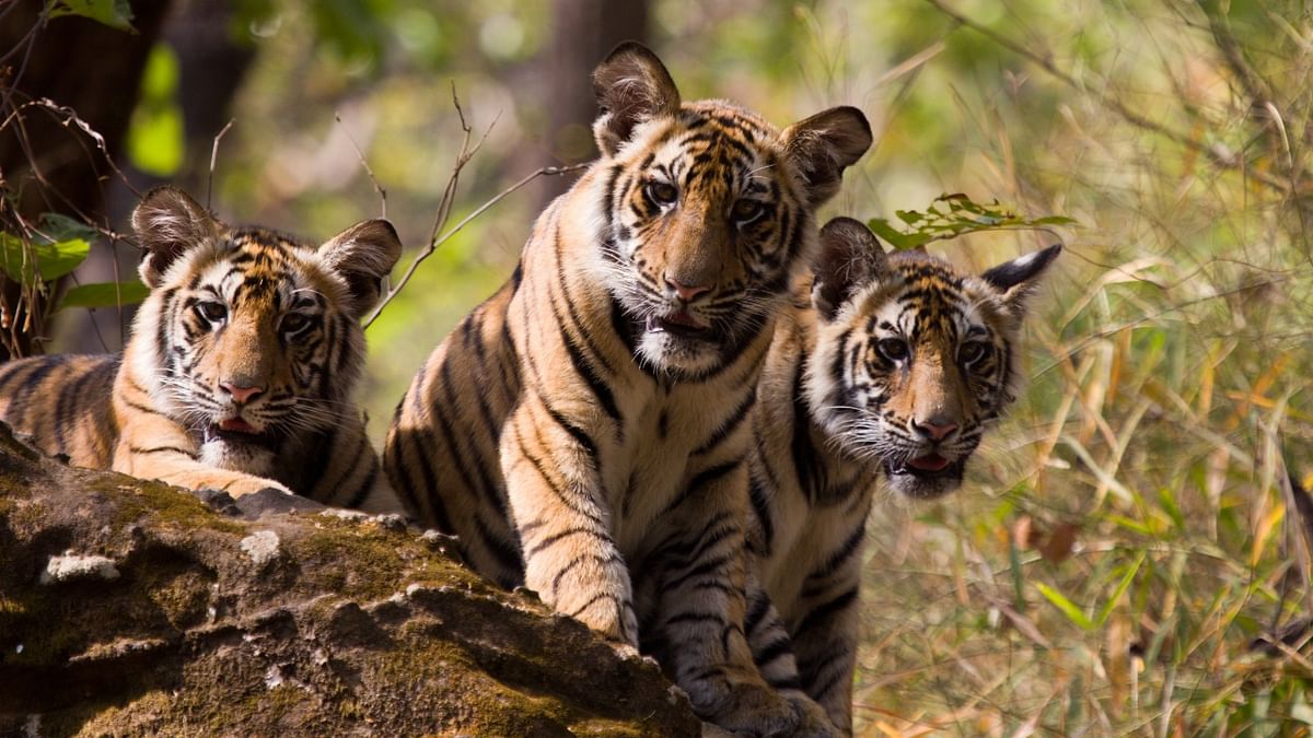 Tigers hog limelight in India’s carnivore research: Study