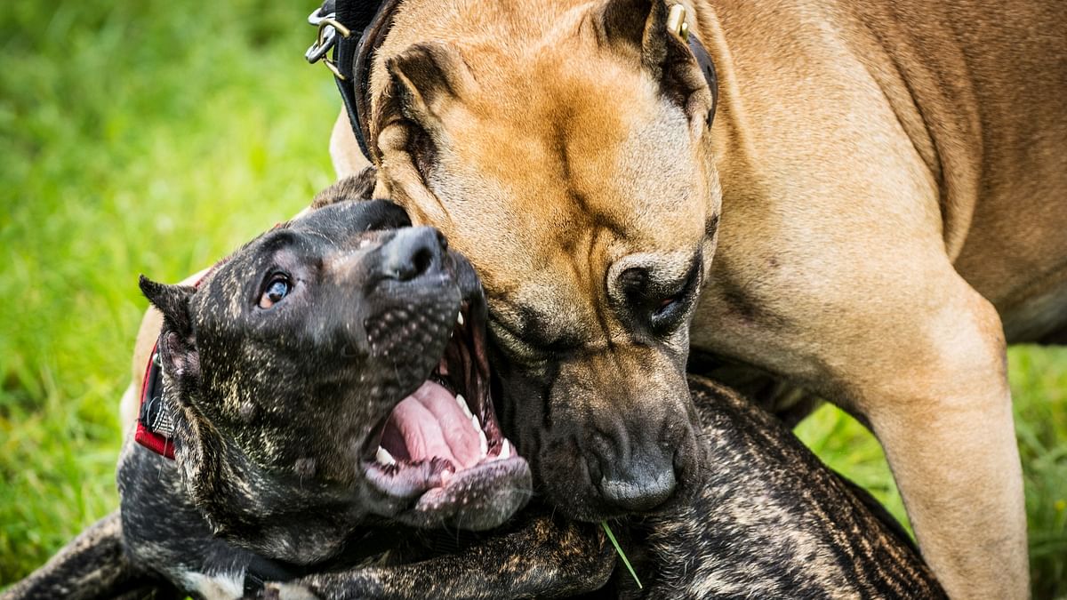 PETA seeks ban on dog breeds used for fighting, asks Uttar Pradesh government to check on illegal dog breeding
