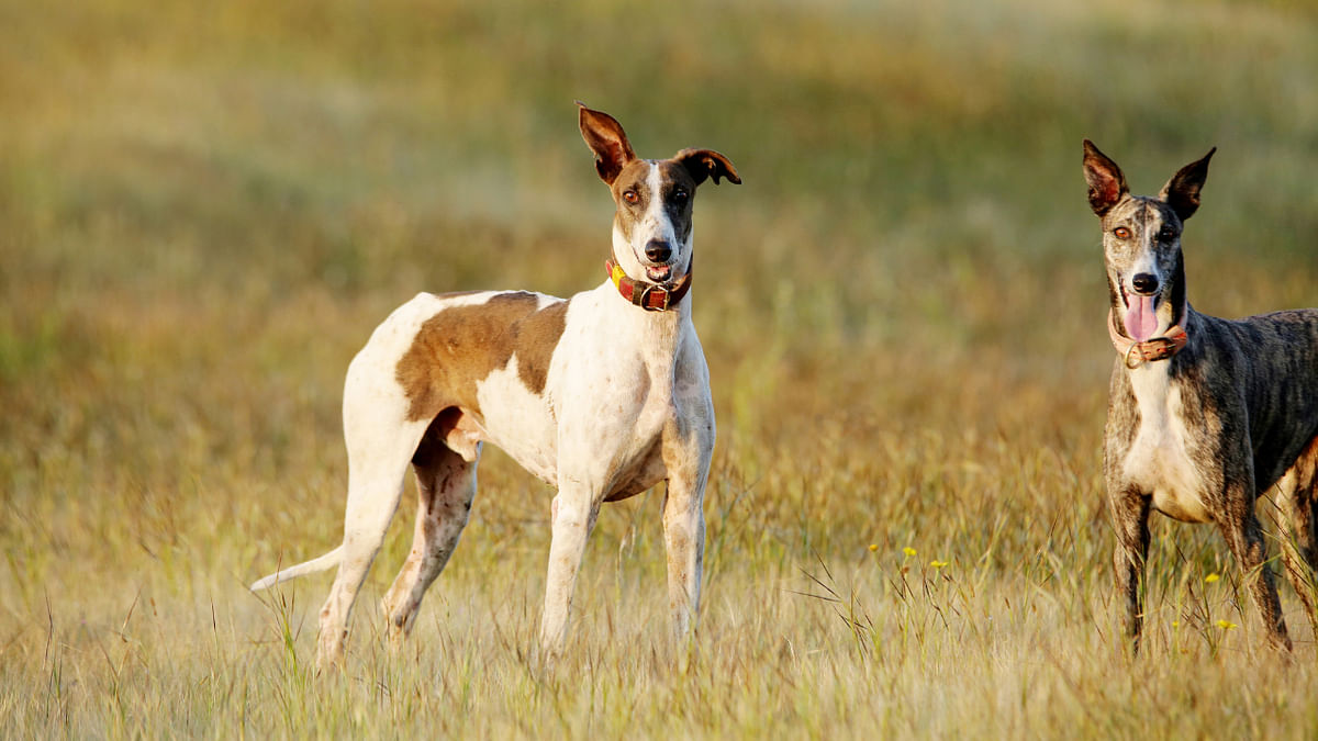 Karnataka's Mudhol Hounds may be roped into service by Special Protection Group