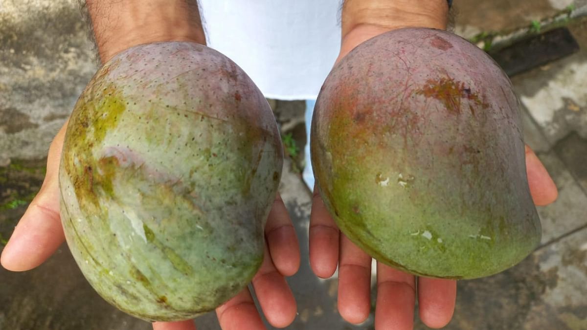 Karnataka's wild mangoes are now 'cultivated' too