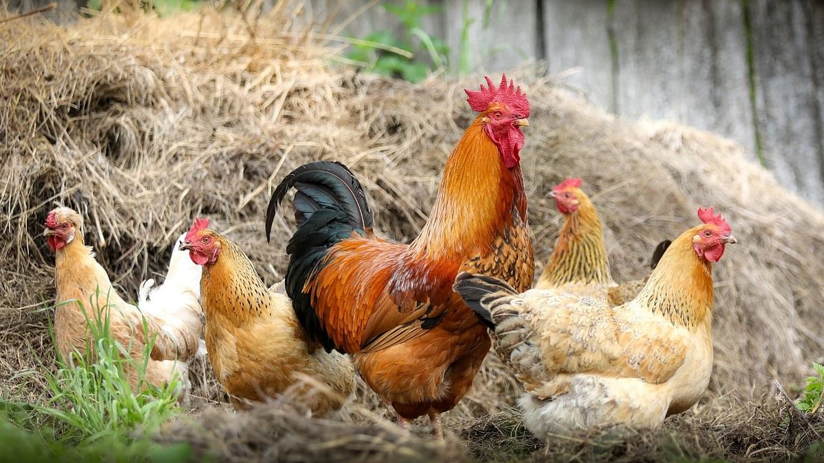 Over 10,000 chickens perish in heavy rain in Karnataka