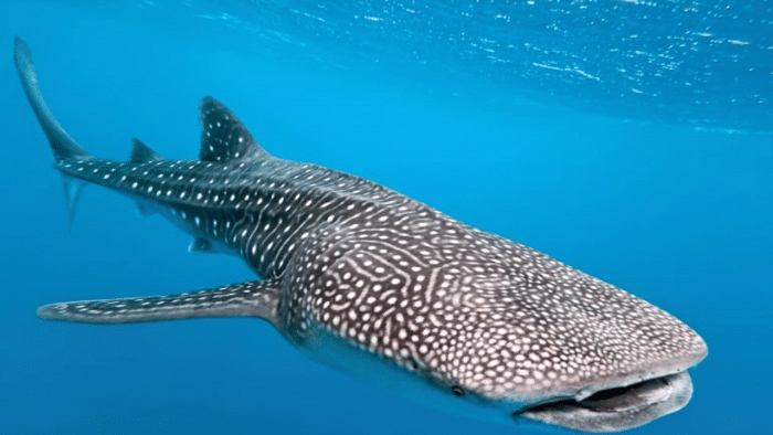 Whale shark conservation campaign to flag off on August 30