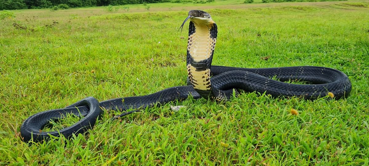 King cobra hitches ride in car for over 200 km