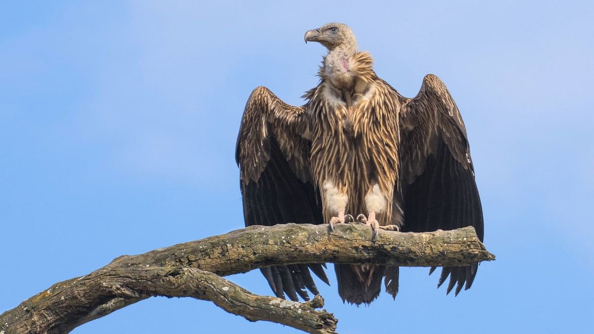 Maharashtra, Corbett collaborate on vulture protection