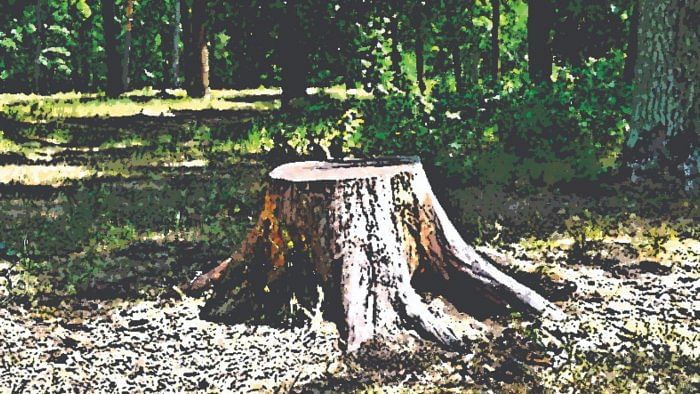 More instances of unscientific tree felling in Kerala
