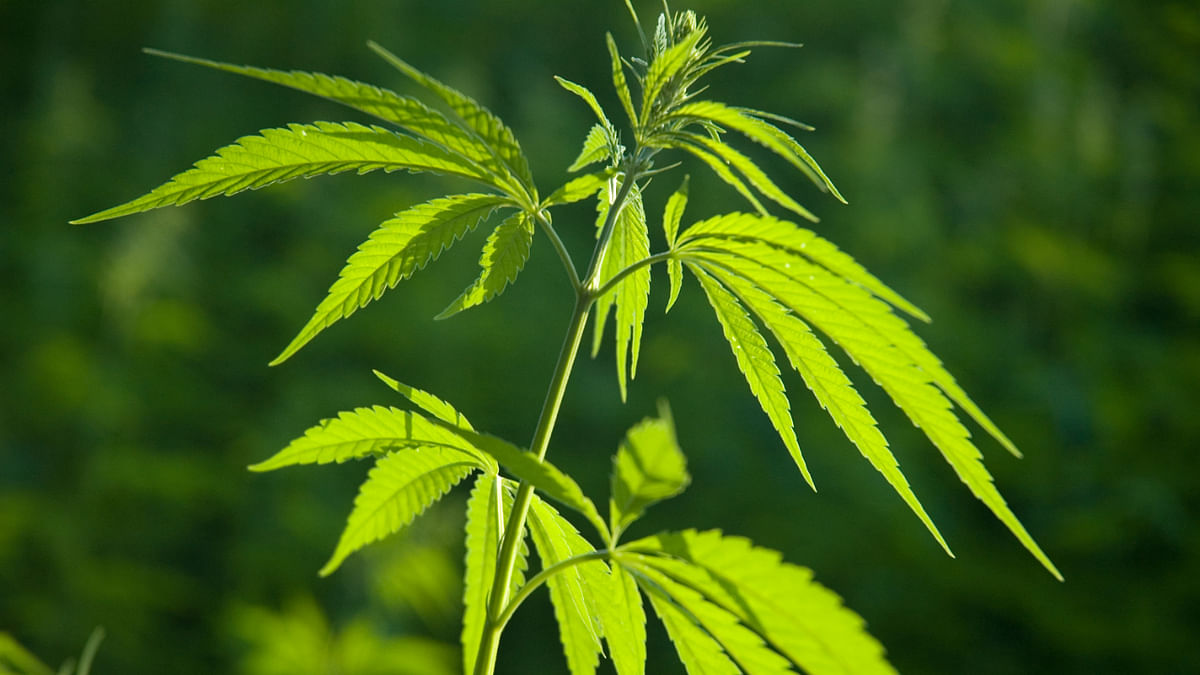Cannabis plant sans flowers, fruit not 'ganja': Bombay High Court