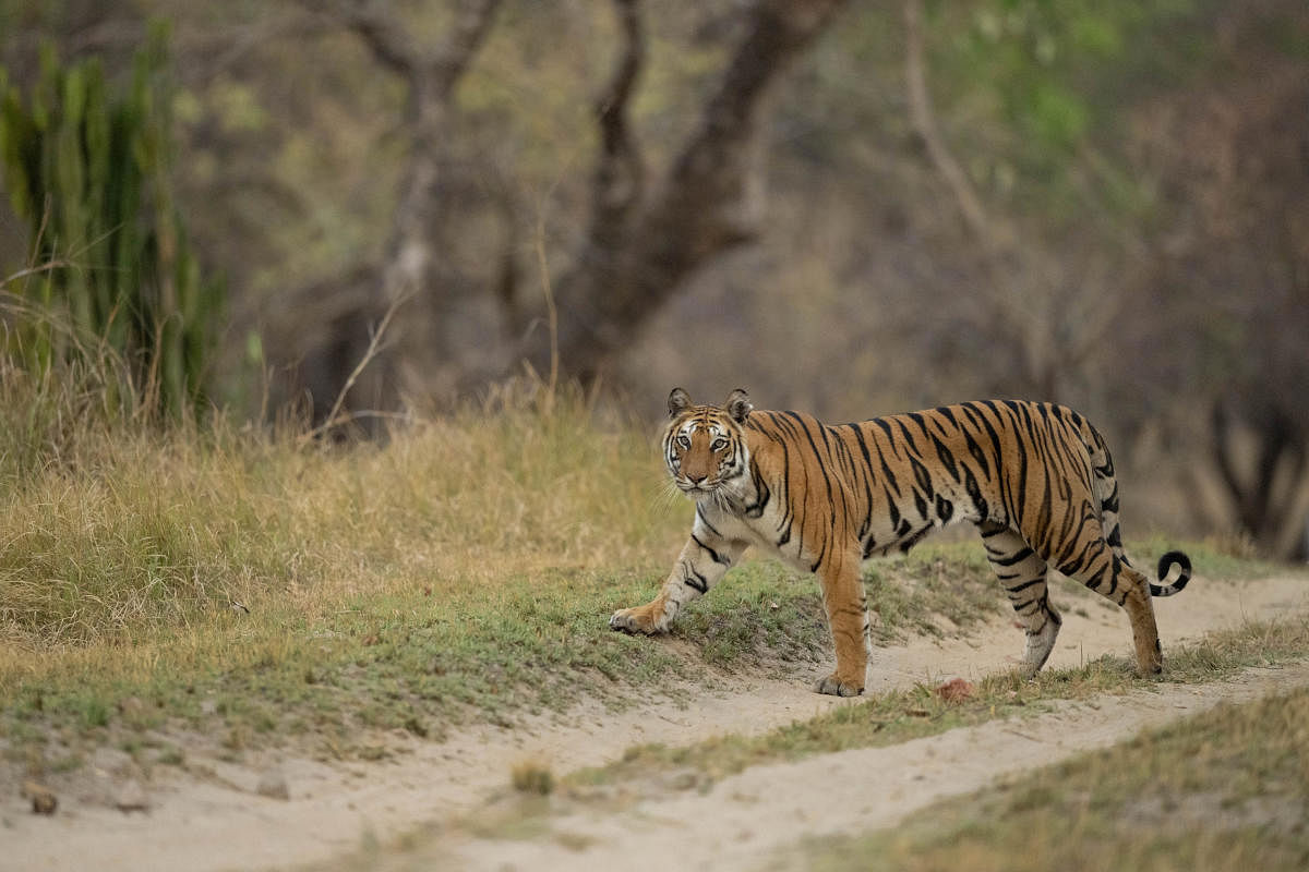 The golden girl of Bandhavgarh