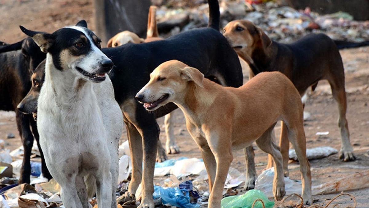 Girl bitten by stray dog in Kerala dies of rabies