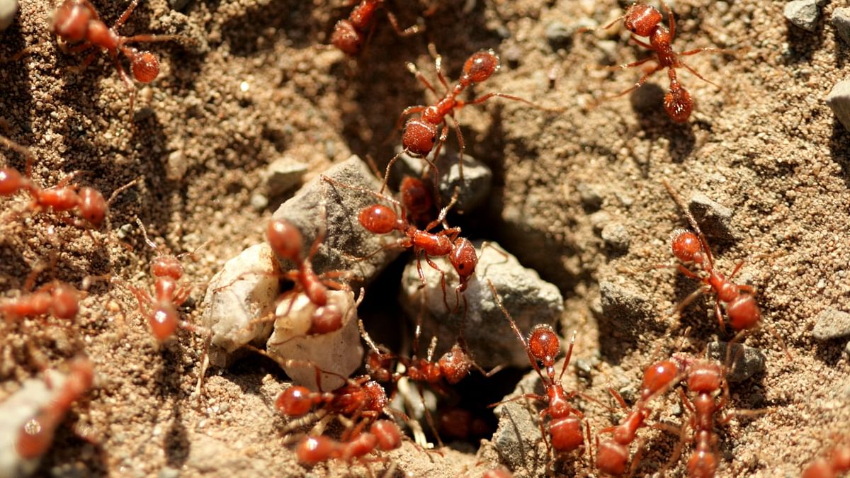 Ant attack forces people to flee Odisha village