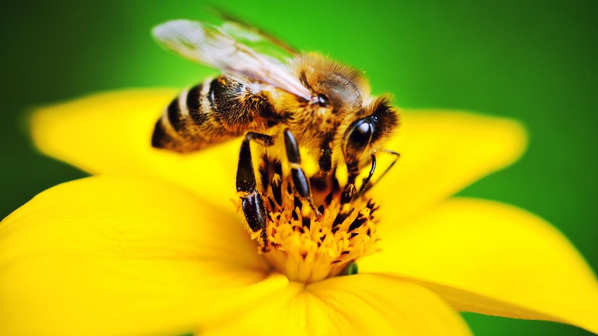Beekeeping a new buzz for entrepreneurs