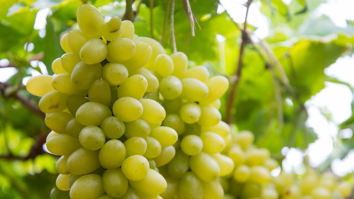 Kashmir village emerges as cradle of international-standard grapes