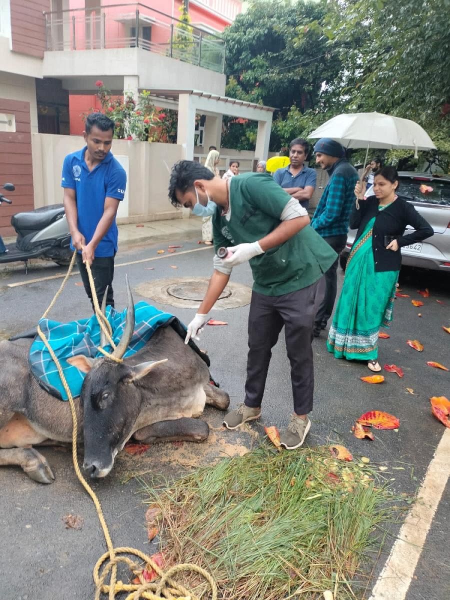Calls pour in at animal rescue centres across Bengaluru