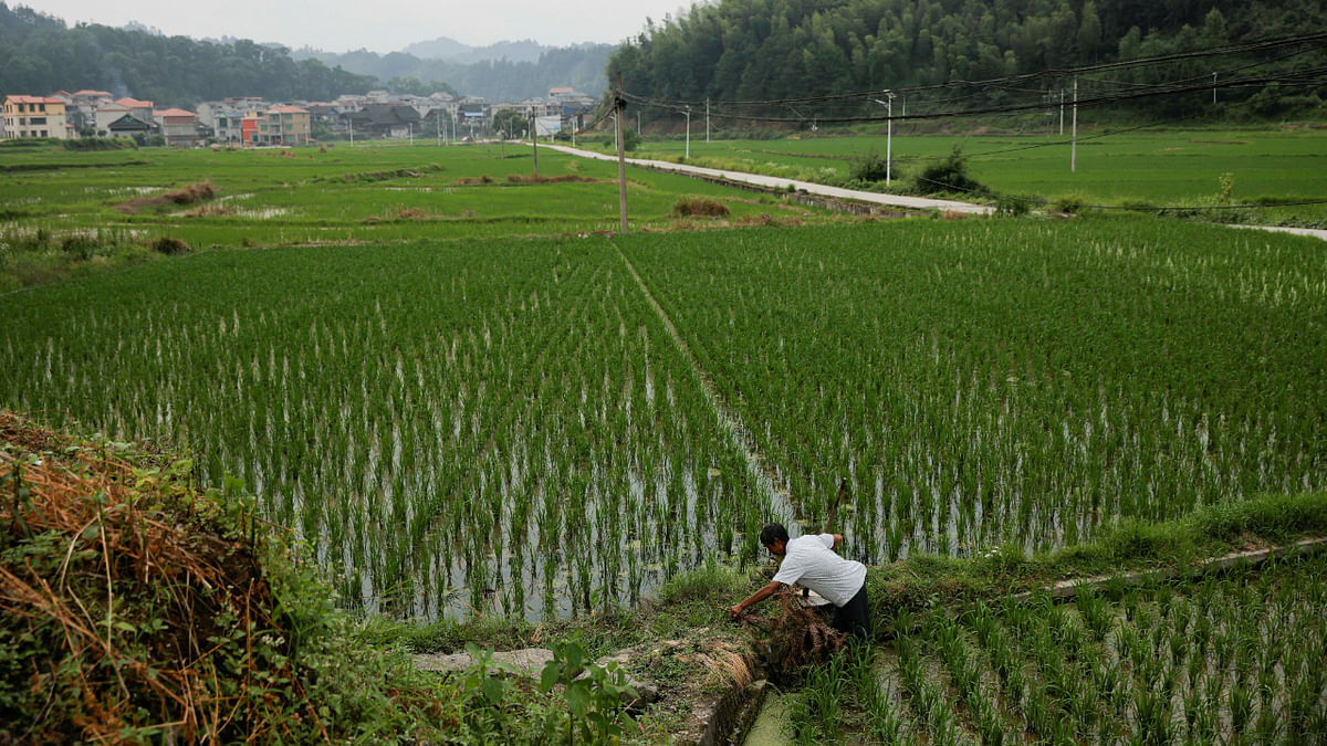 India's rice production may fall by 10-12 million tonnes in Kharif season this year: Food Secretary