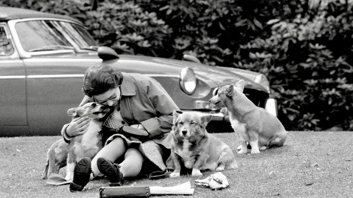 Dogs save the queen: The monarch and her corgis