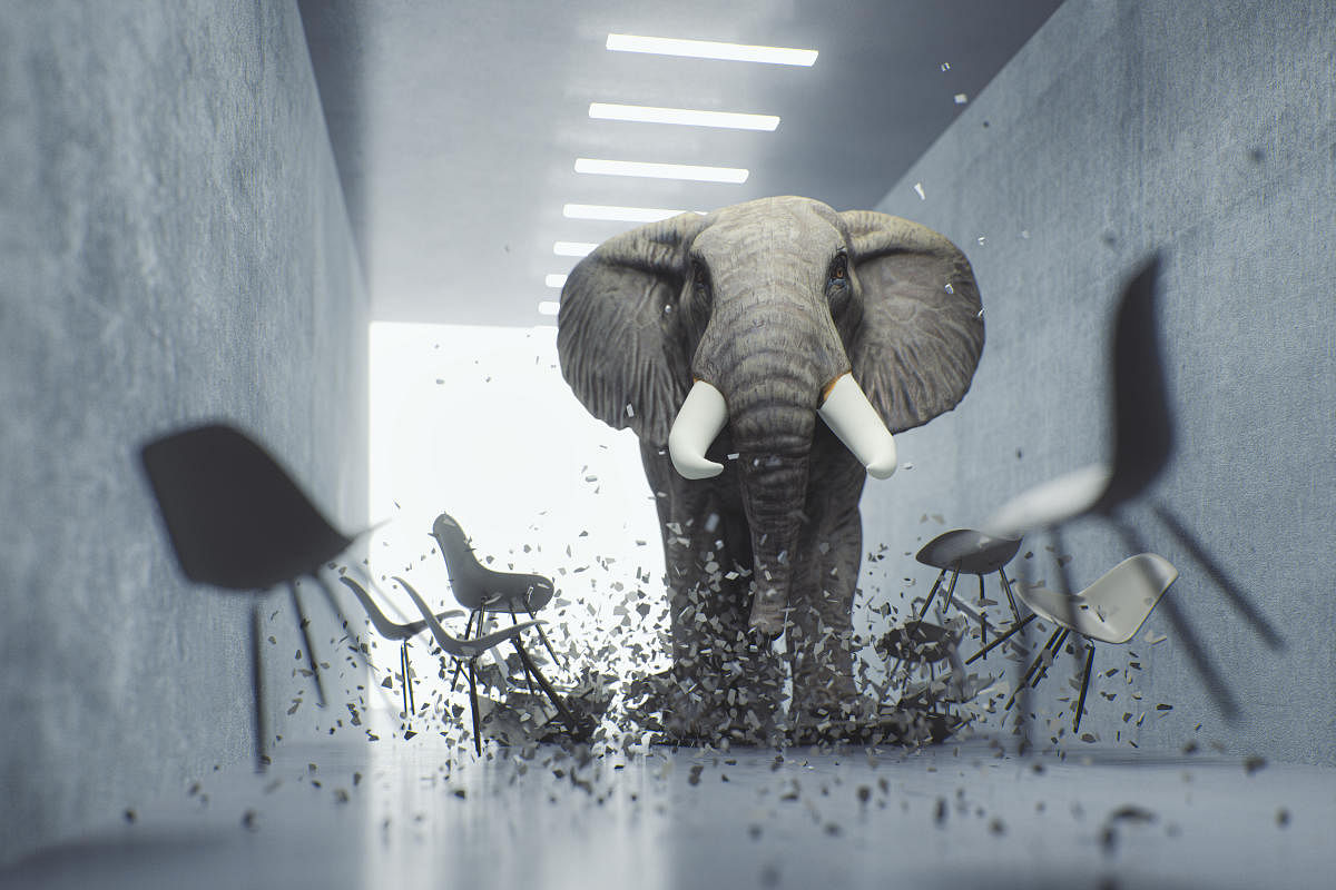 The elephant in the office