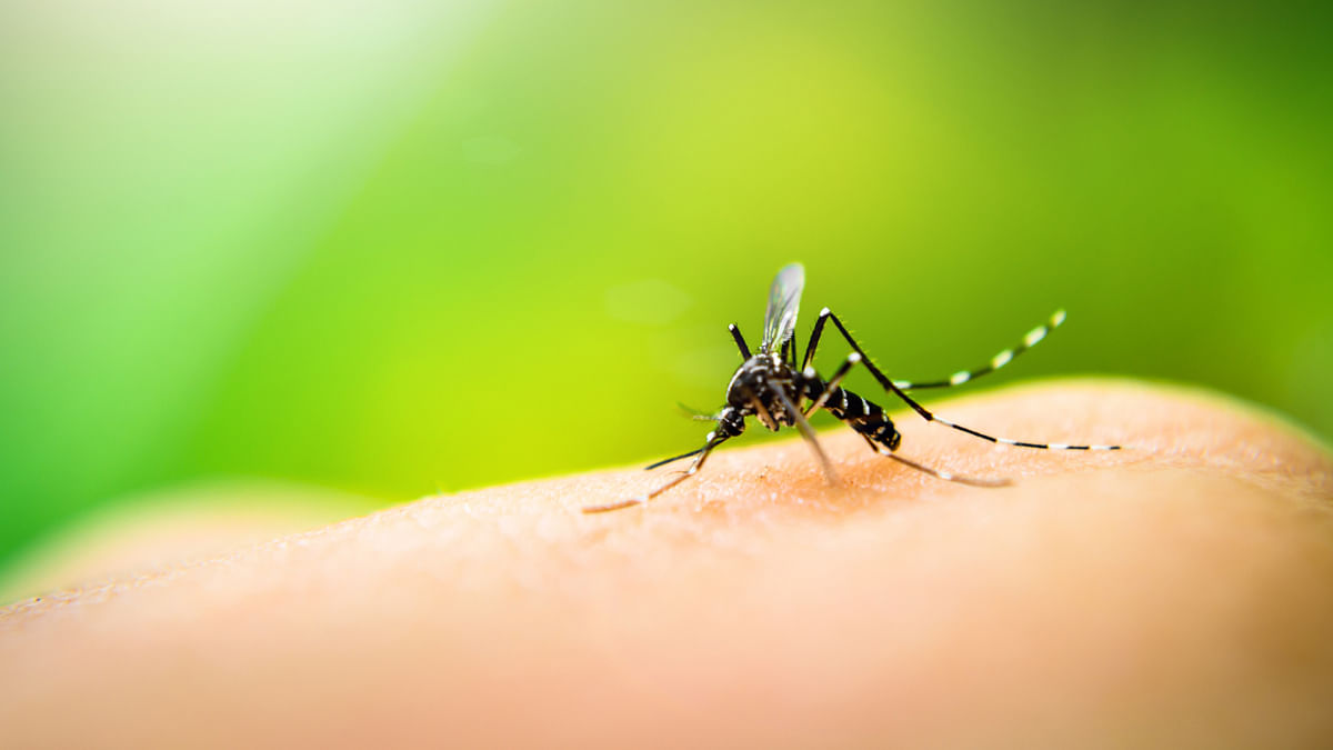 Why some people are mosquito magnets while others are left unbothered