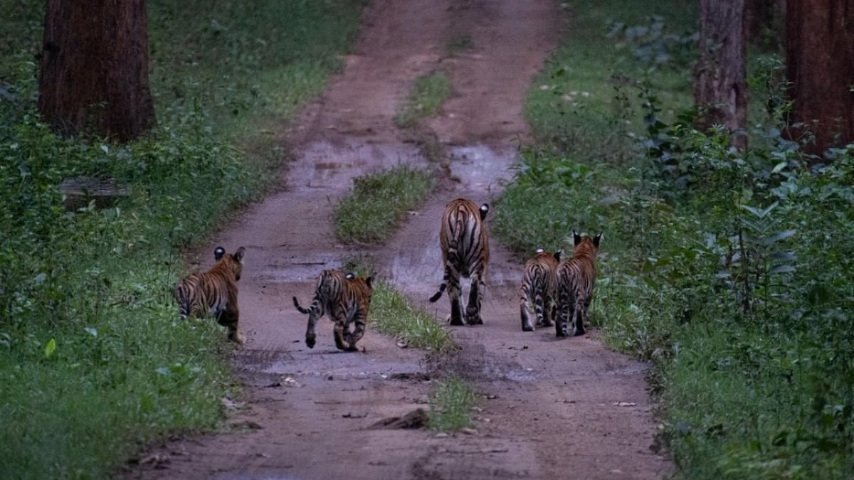 2 tigresses, their cubs steal hearts in Nagarahole
