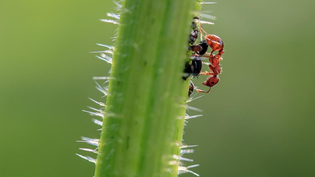 How do ants crawl on walls? A biologist explains their sticky, spiky, gravity-defying grip