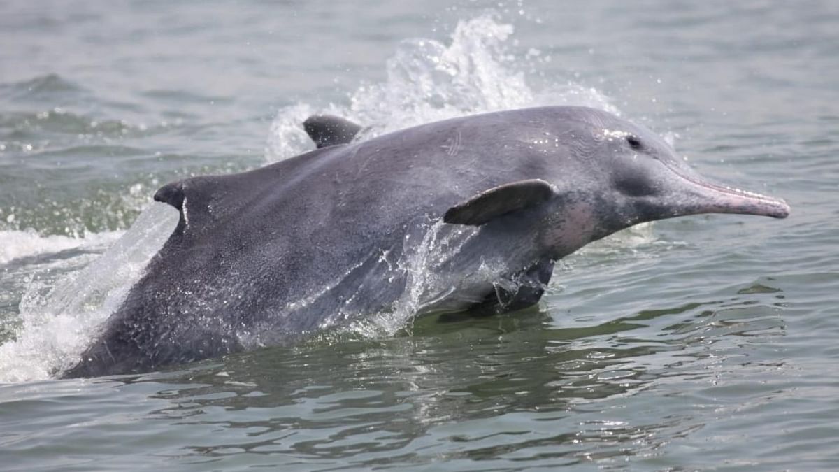 Govt approves first-ever dolphin and porpoise population study along Mumbai’s coastline