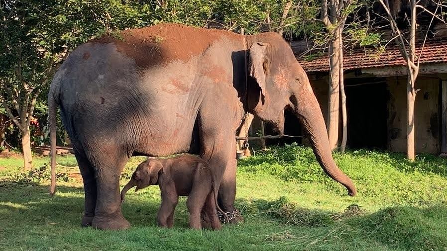Dasara surprise: Elephant Lakshmi gives birth to calf on Mysuru Palace premises