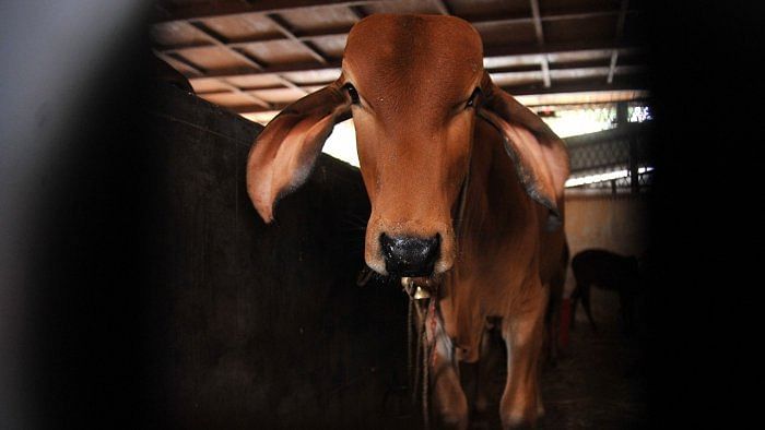 Cow infected with rabies shot dead in Kerala