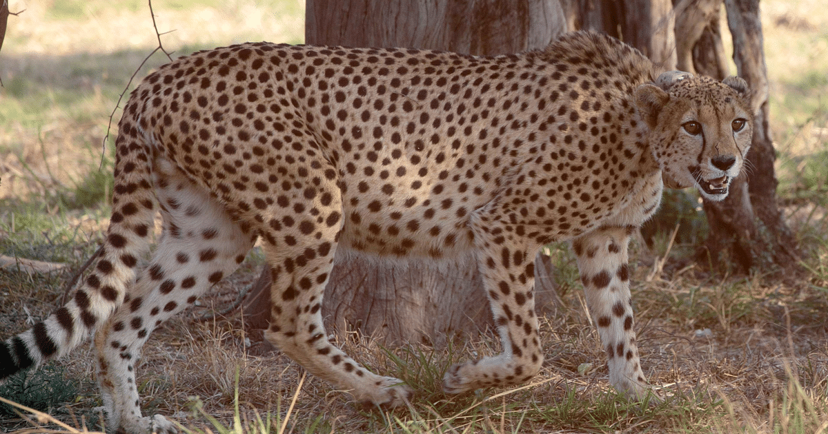 Cheetah reintroduction plan in India: Optimists, sceptics wait with bated breath