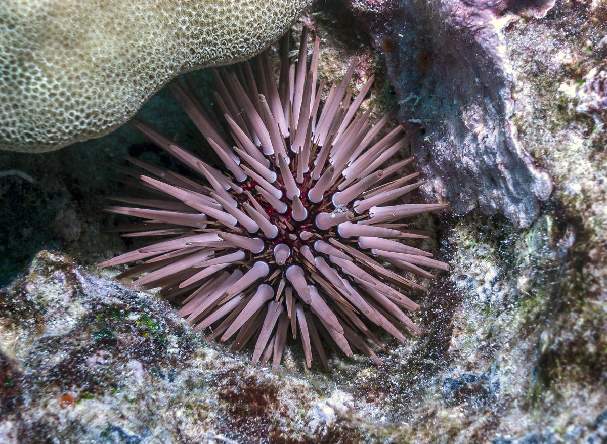 Sea urchins hold clues about a long life